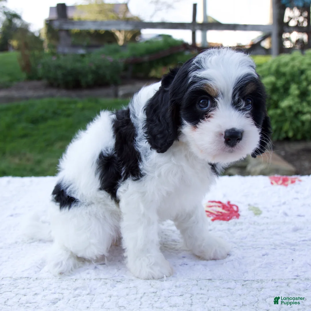 Cavapoo dogs for sale: Joy - Ad 2