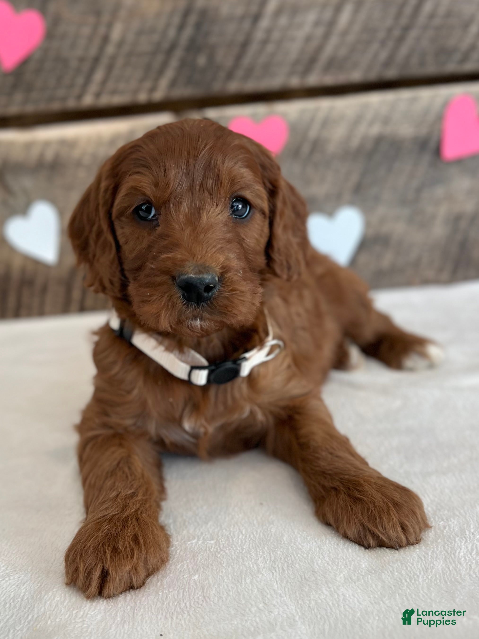 Irish Doodle dogs Sage - Ad 37