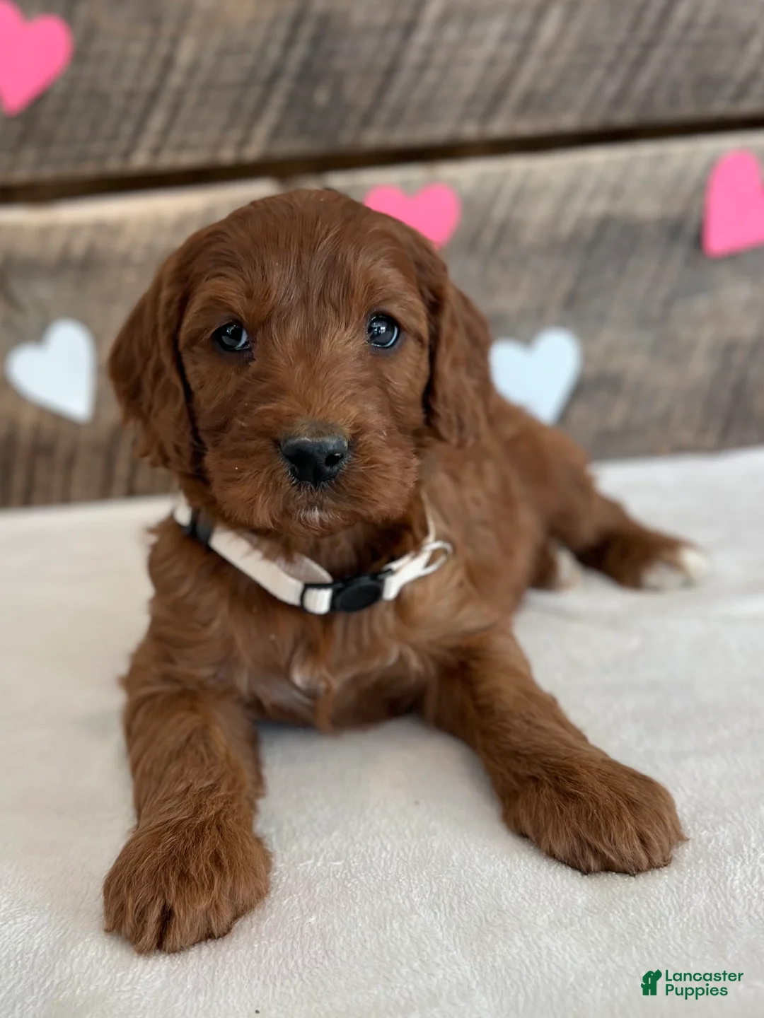 Irish Doodle dogs for sale: Sage - Ad 1