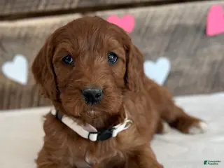 Irish Doodle dogs Sage - Ad 37