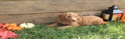 Standard Poodle dogs for sale: Esther - Ad 3