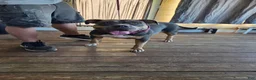 American Bully dogs for sale: XL American Bully 2 - Ad 4