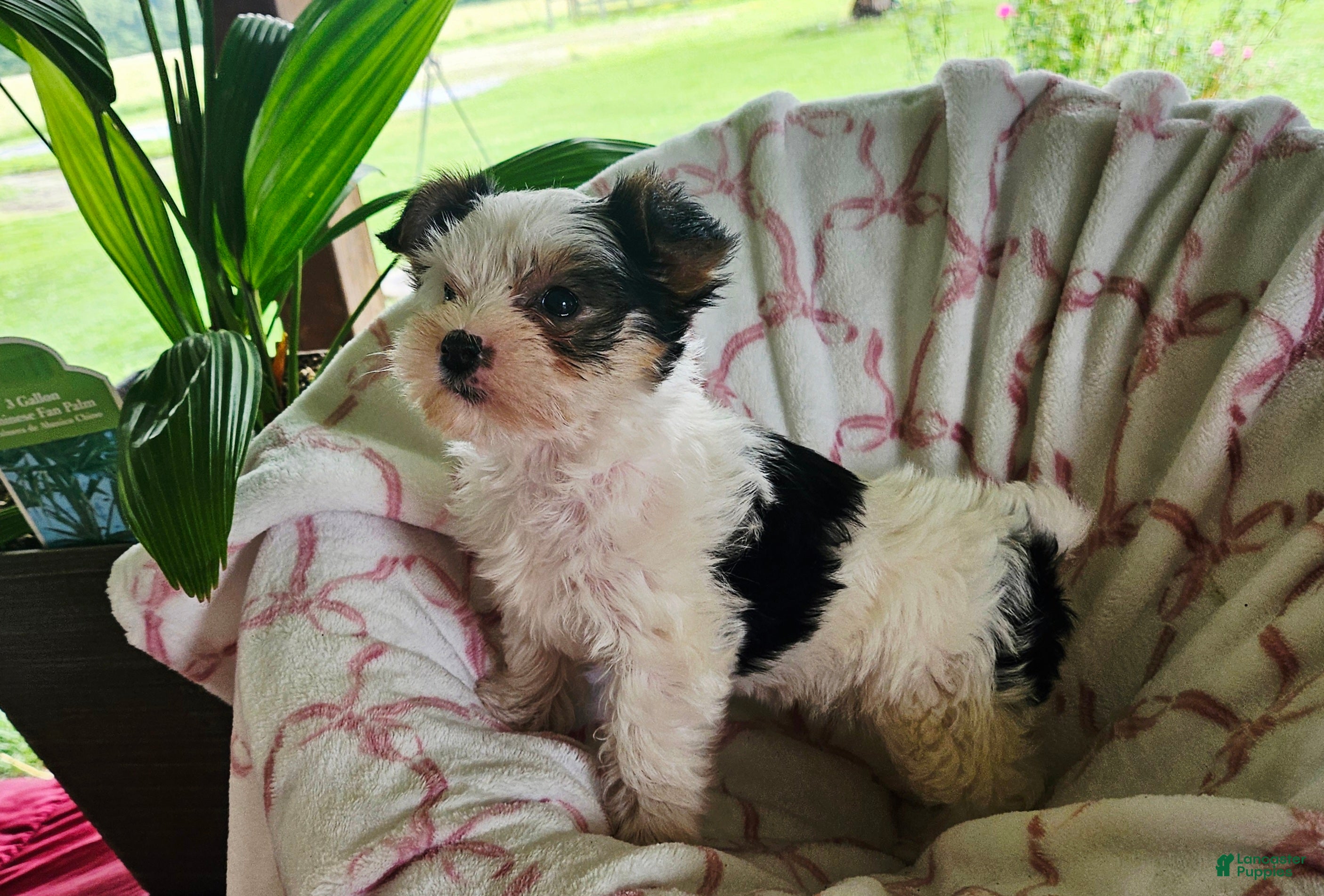 Yorkshire Terrier dogs DAISY  - Ad 2
