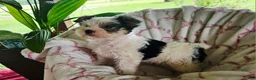 Yorkshire Terrier dogs for sale: DAISY  - Ad 2