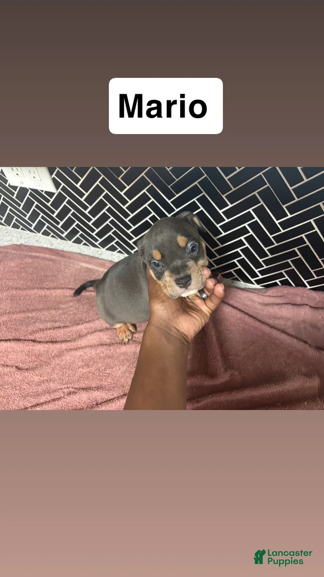 American Bully dogs for sale: American Bully Puppy 3 - Ad 2