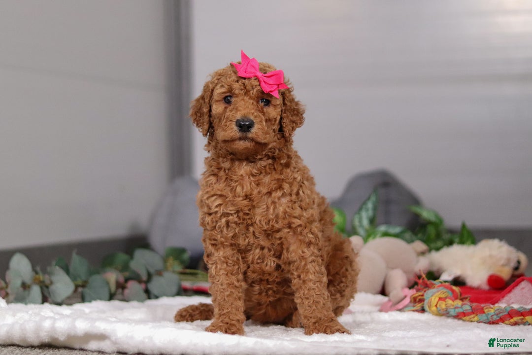 Standard Poodle dogs for sale: Fiona - Ad 1