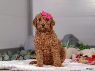 Standard Poodle dogs Fiona - Ad 41