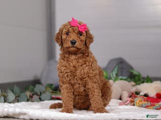 Standard Poodle dogs Fiona - Ad 13