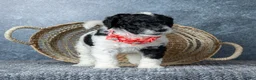 Goldendoodle dogs for sale: Ms. Sweet Cream - Ad 4
