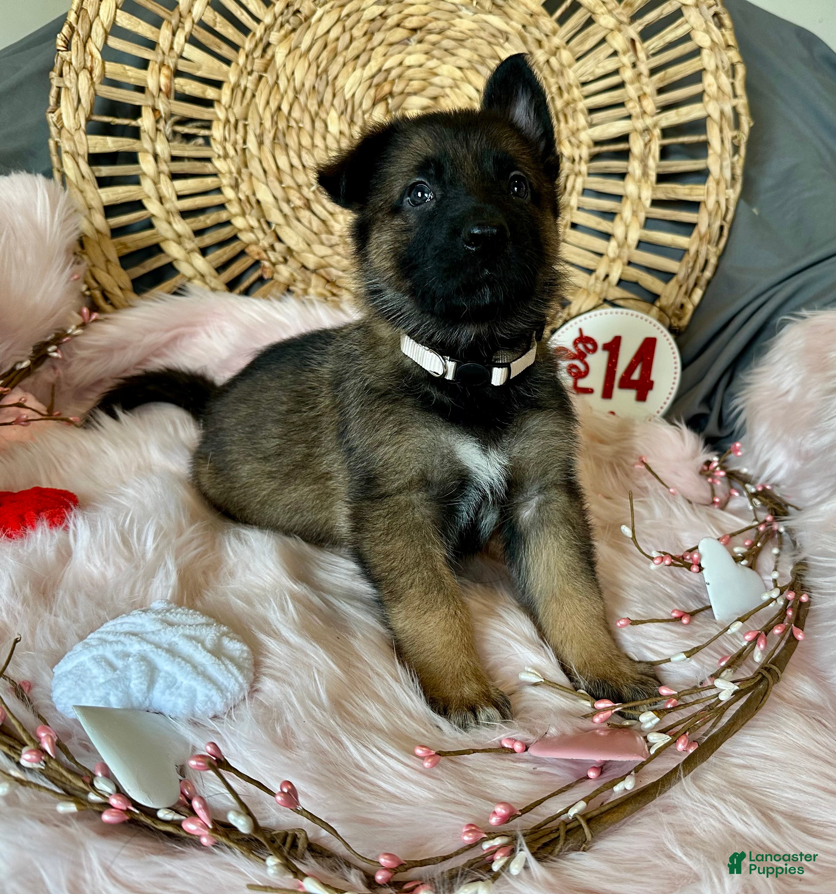 German Shepherd dogs Jasmine  - Ad 2