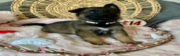 German Shepherd dogs for sale: Jasmine  - Ad 2