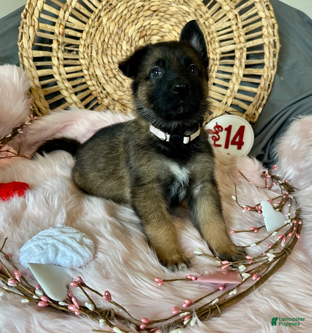 German Shepherd dogs for sale: Jasmine  - Ad 2