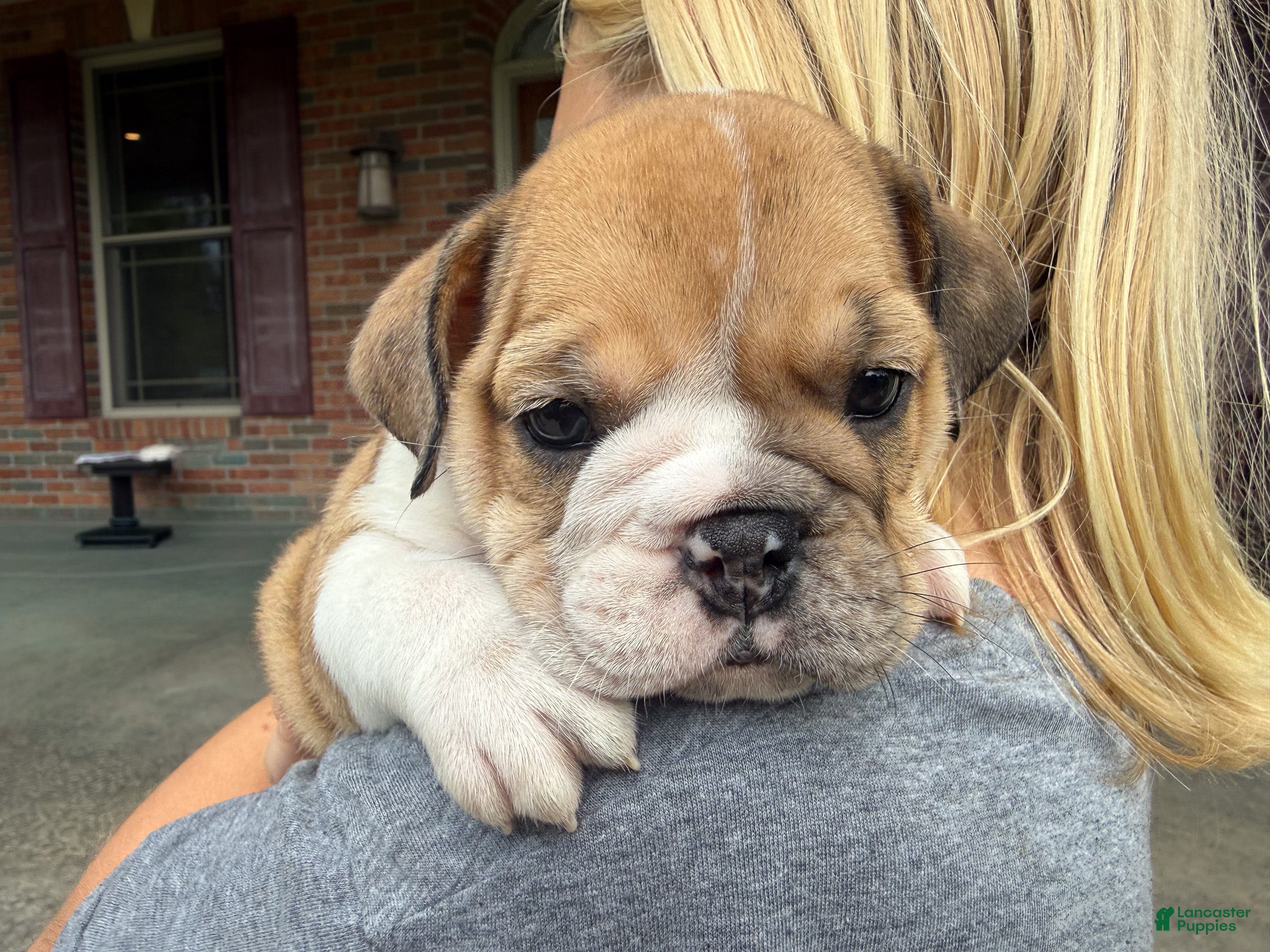 English Bulldog dogs Precious - Ad 1