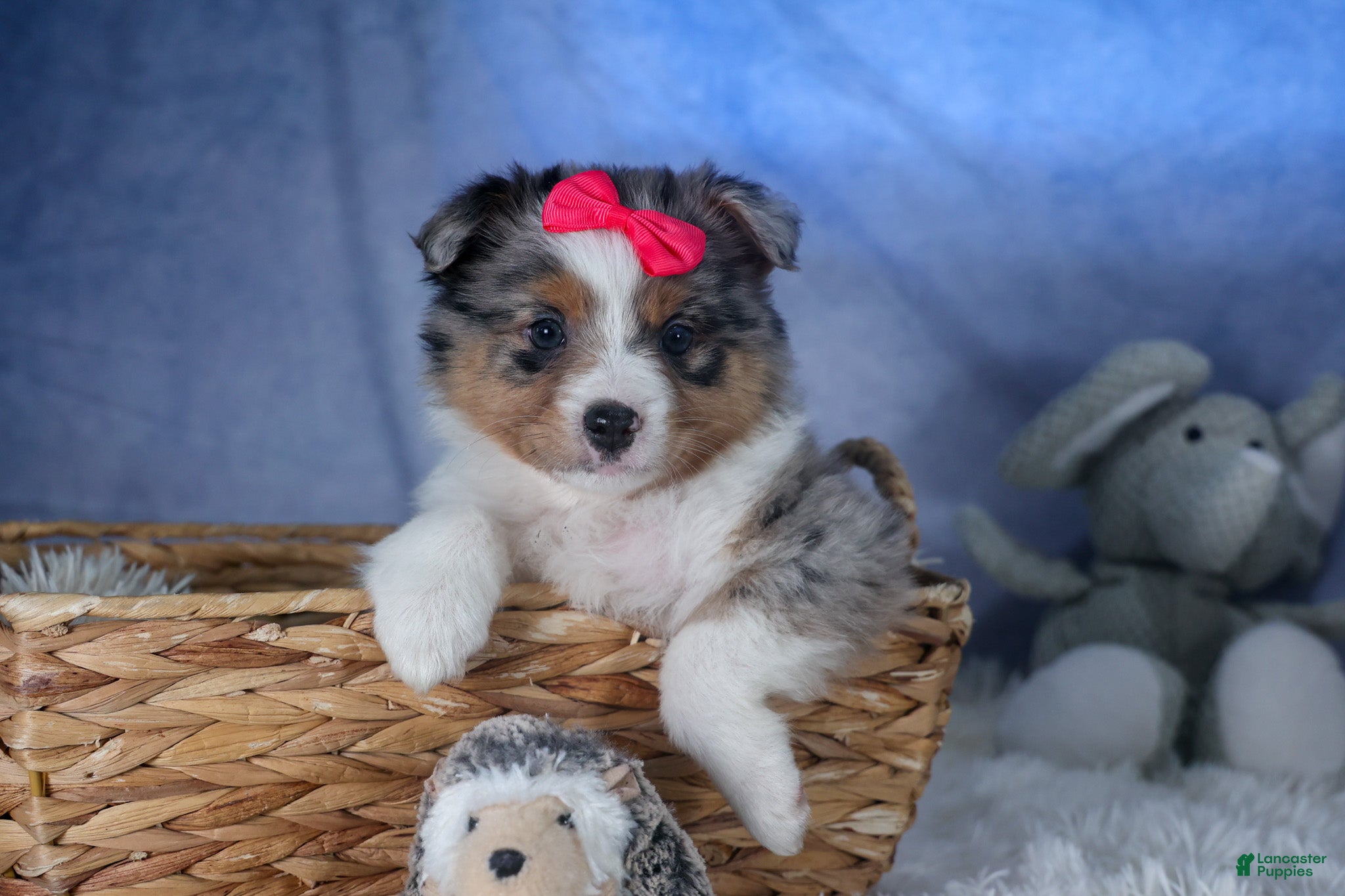 Mixed Breed dogs Willow - Ad 1