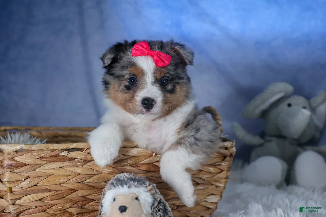 Mixed Breed dogs for sale: Willow - Ad 1