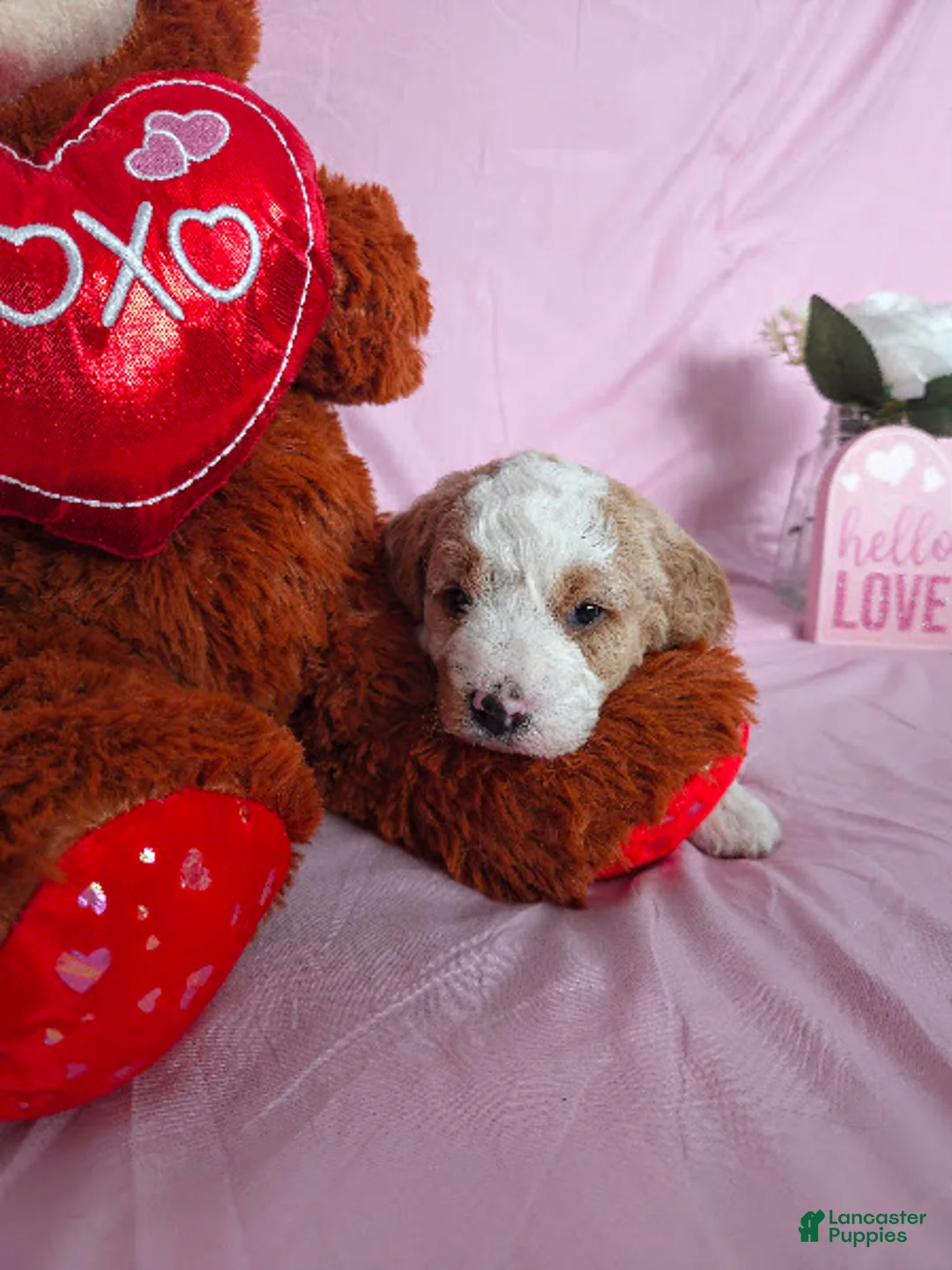 Cavapoo dogs for sale: Waffles - Ad 3