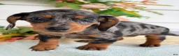 Miniature Dachshund dogs for sale: Jubilee - Ad 10