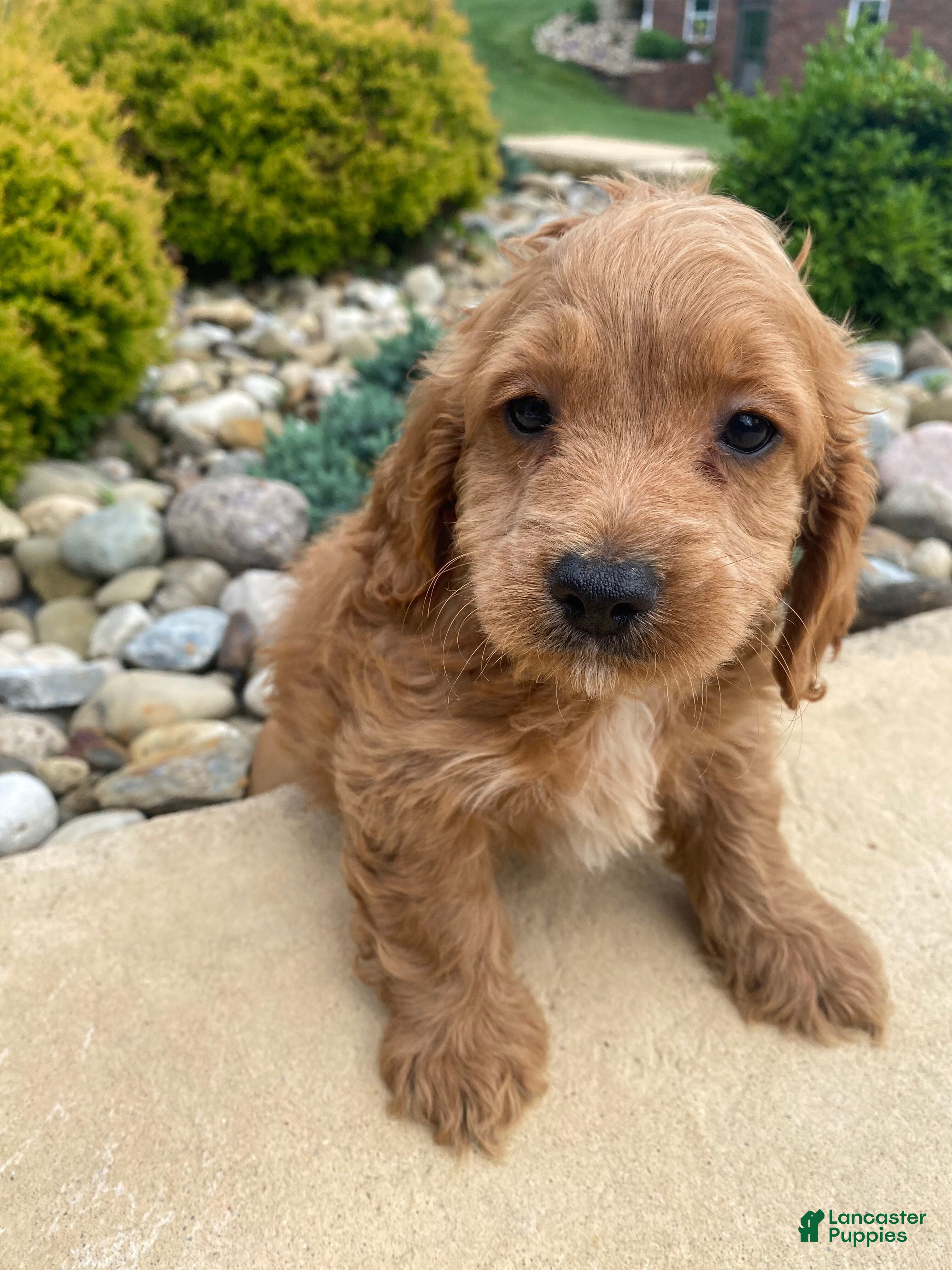 Cockapoo dogs Ranger - Ad 1