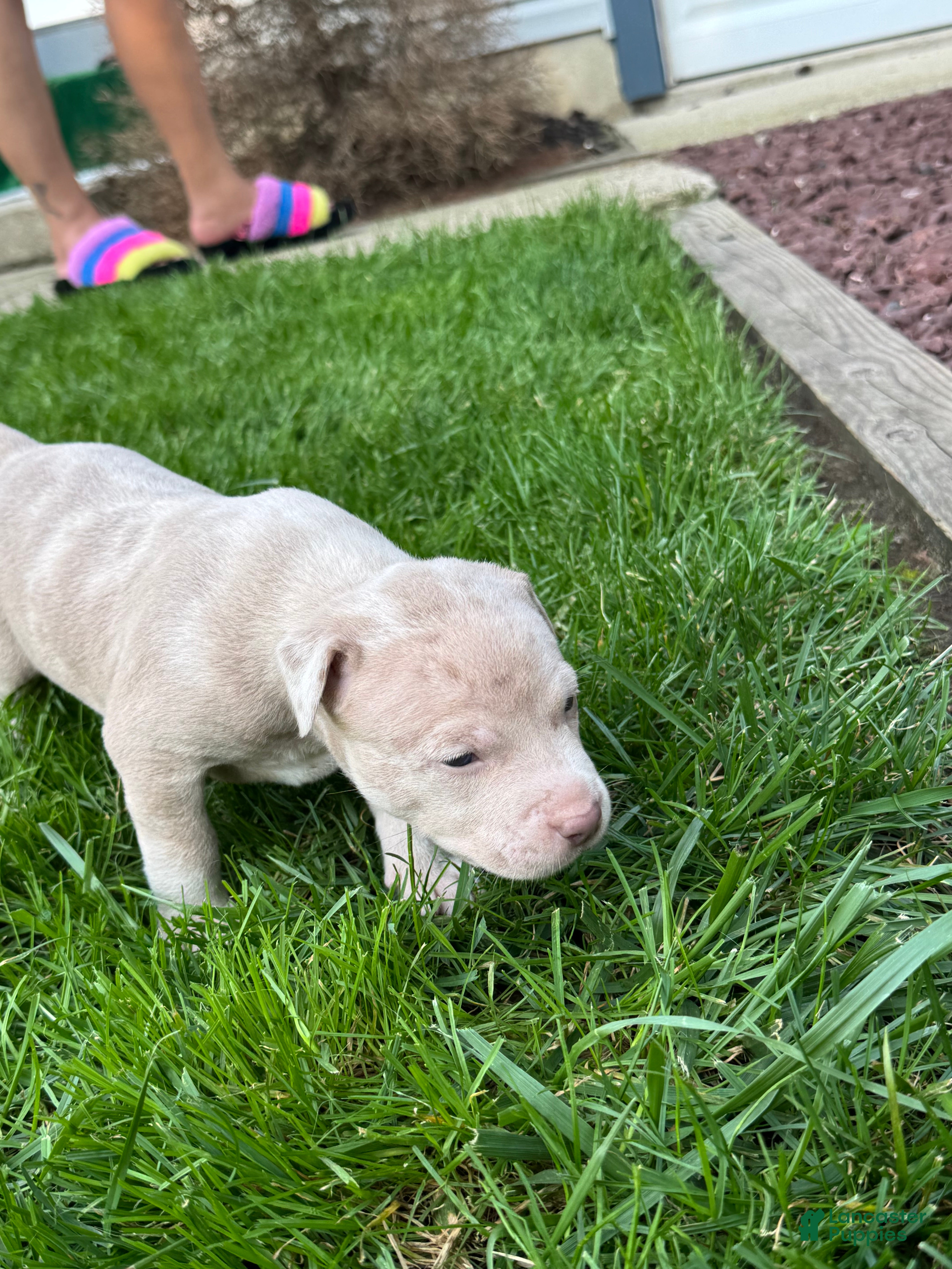 Mixed Breed dogs Porkchop - Ad 2