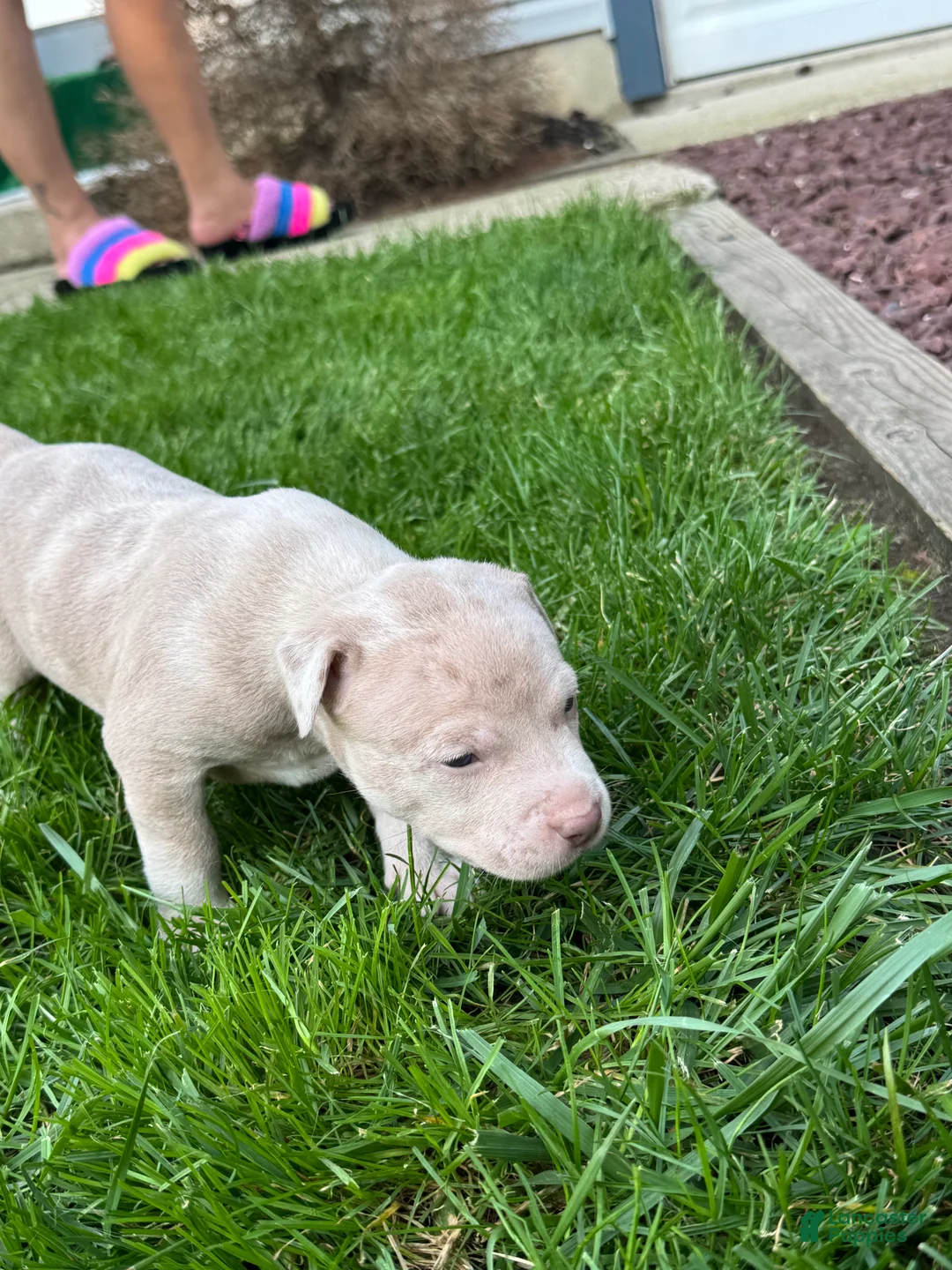 Mixed Breed dogs for sale: Porkchop - Ad 2