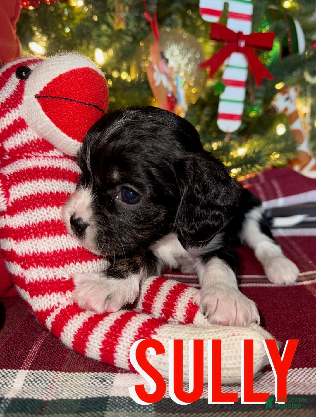 Cavapoo dogs for sale: SULLY - Ad 4