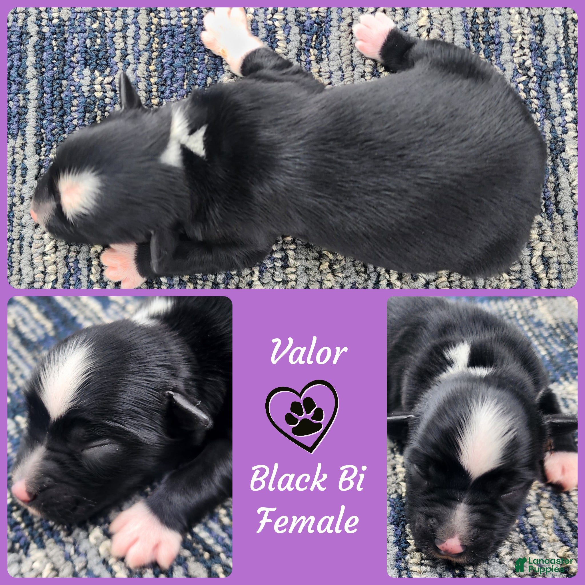Miniature Australian Shepherd dogs Valor - Ad 12
