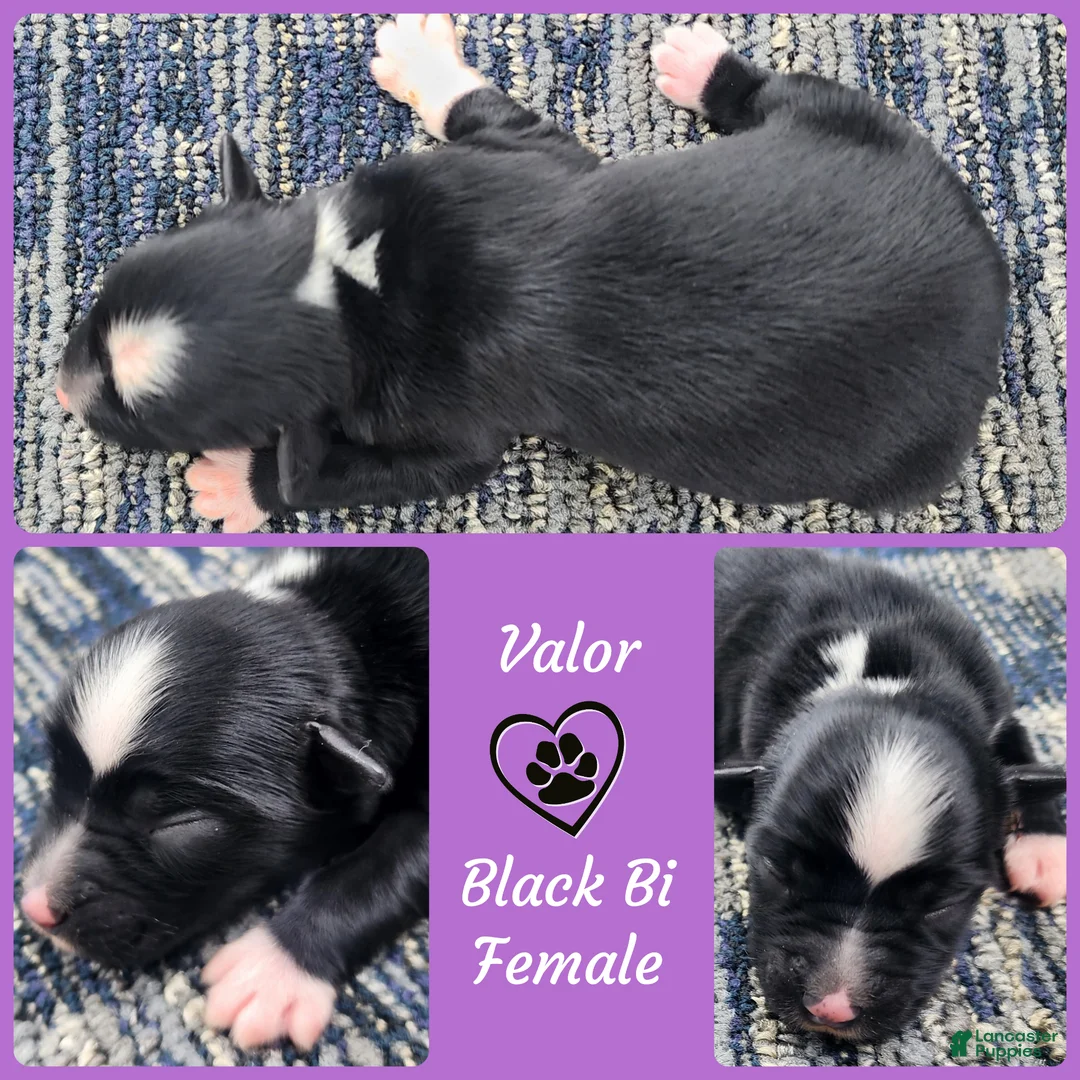 Miniature Australian Shepherd dogs for sale: Valor - Ad 1
