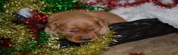 Golden Retriever dogs for sale: Penny - Ad 3
