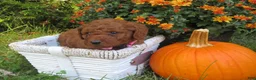 Mini Goldendoodle dogs for sale: Spice - Ad 3