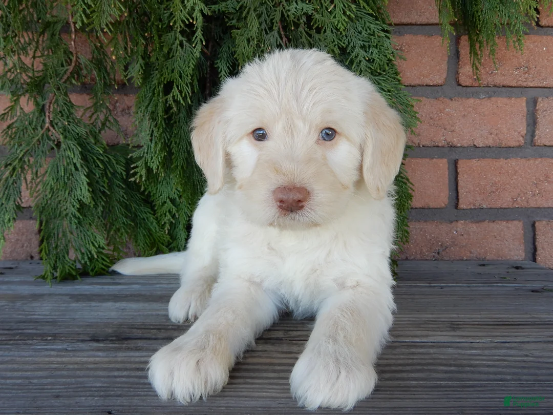Labradoodle dogs for sale: Rocky - Ad 2