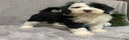 Sheepadoodle dogs for sale: Kinsley - Ad 4
