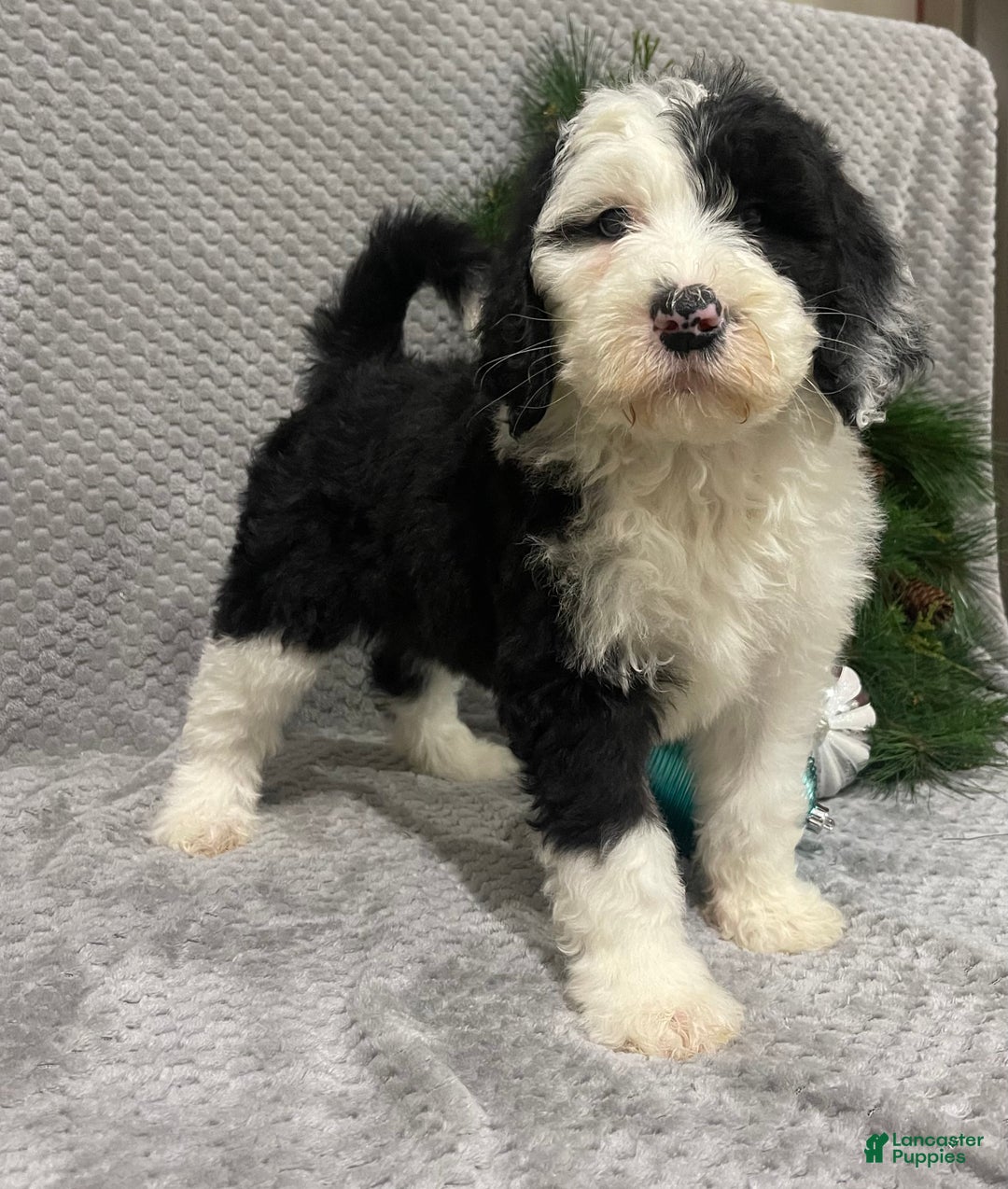 Sheepadoodle dogs for sale: Kinsley - Ad 4