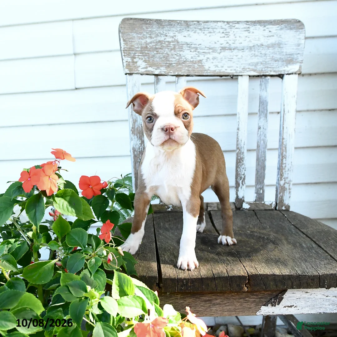 Boston Terrier dogs for sale: Bella   - Ad 2