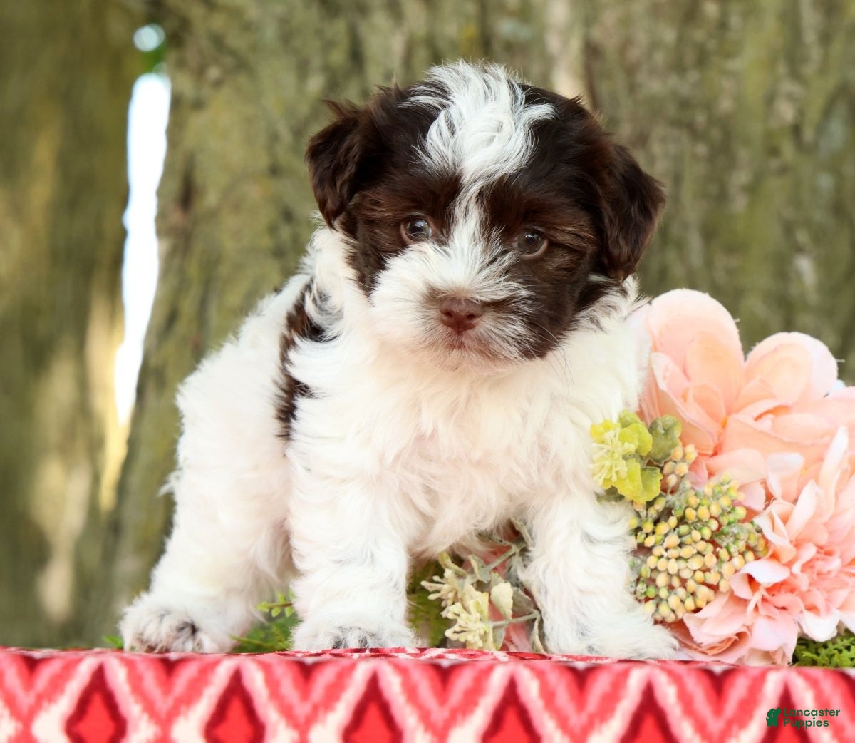 Havanese dogs Lucky - Ad 1