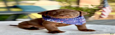 Labrador Retriever 1