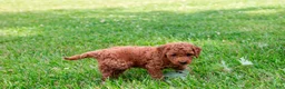Toy Poodle dogs for sale: Pecan - Ad 5