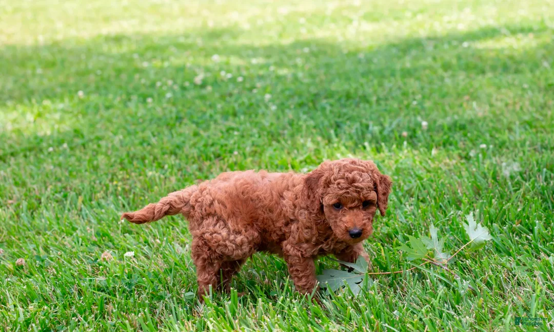 Toy Poodle dogs for sale: Pecan - Ad 5