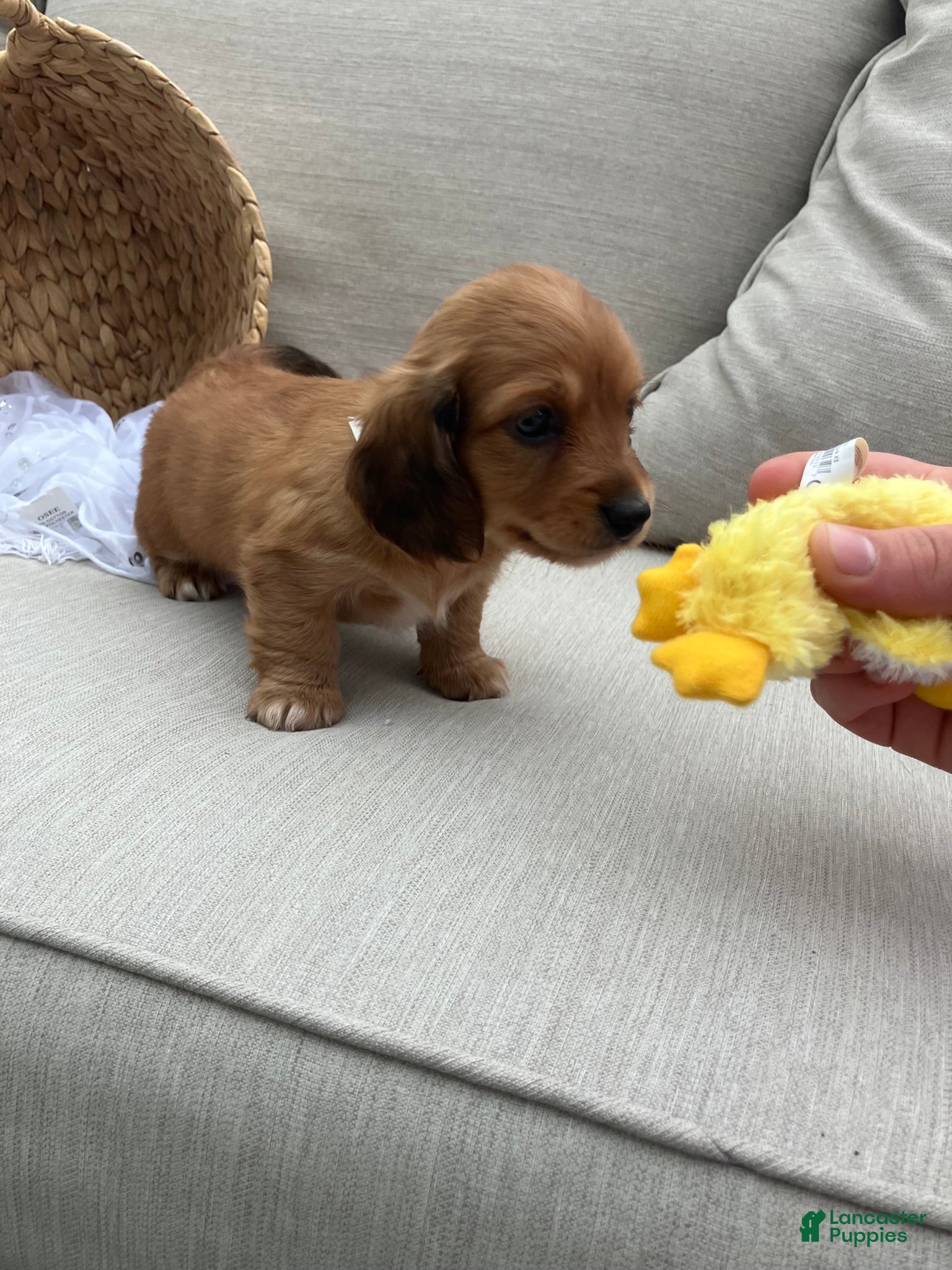 Miniature Dachshund dogs for sale: Peanut - Ad 2