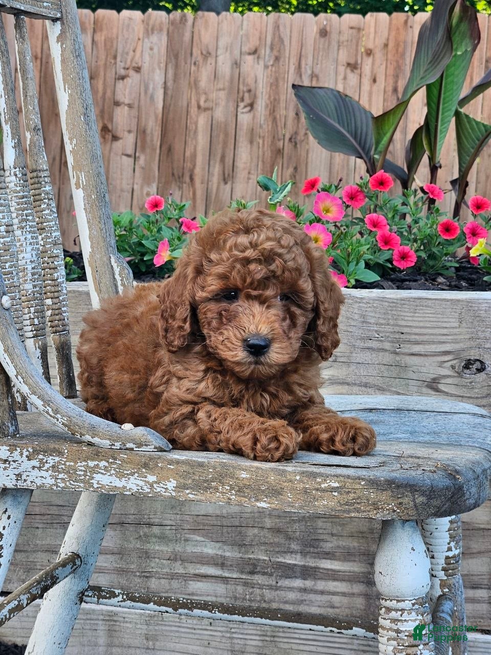 Mini Goldendoodle dogs Penny  - Ad 2