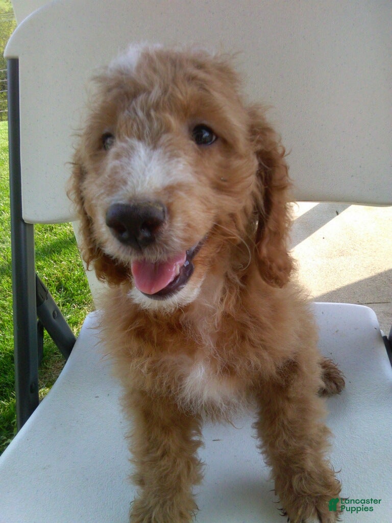 Mini Goldendoodle dogs Mason - Ad 2