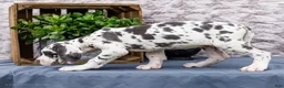 Great Dane dogs for sale: Keziah - Ad 8