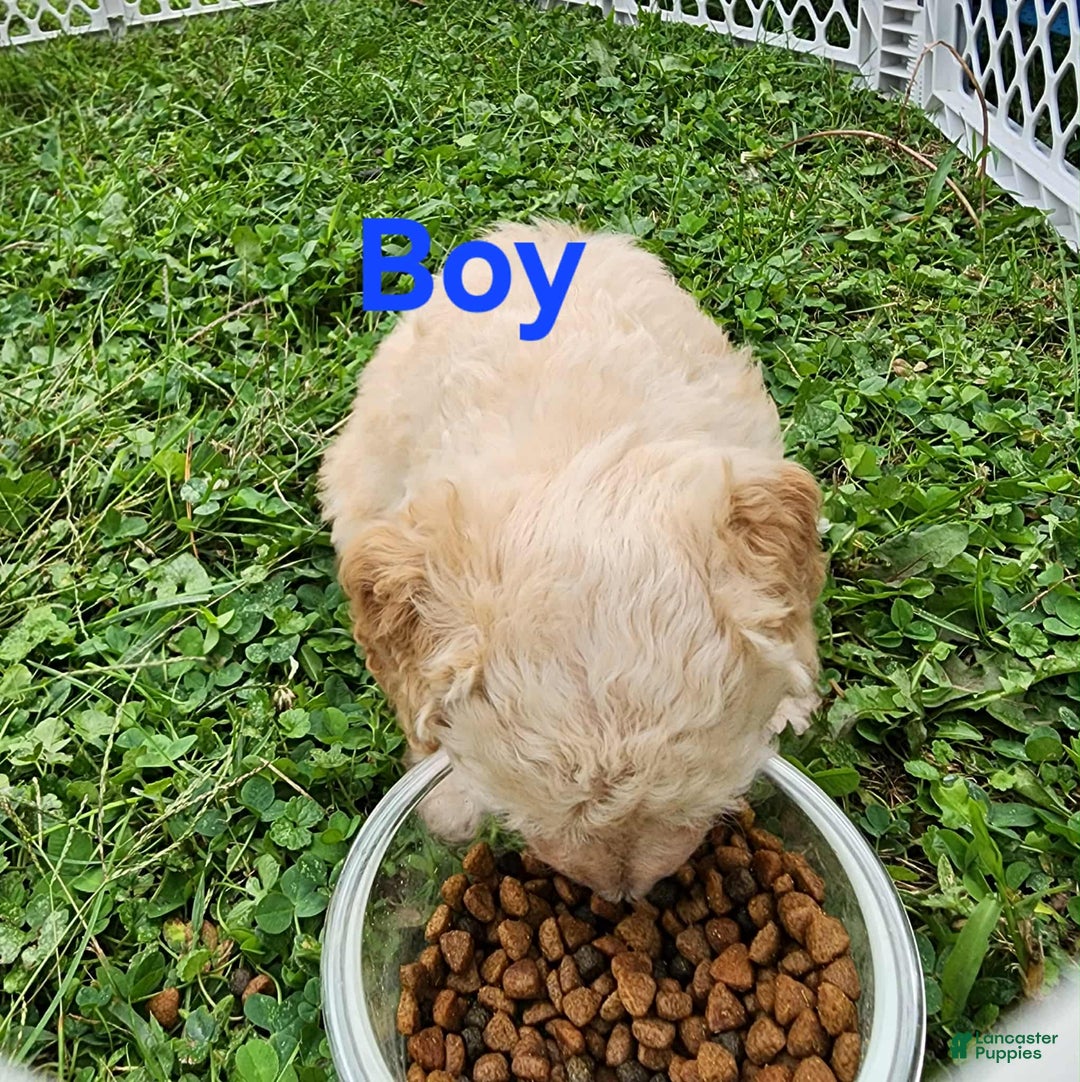 Pomapoo dogs for sale: Dahlia - Ad 5