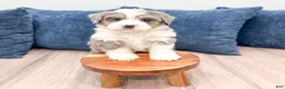 Mini Bernedoodle dogs for sale: Bentley - Ad 3