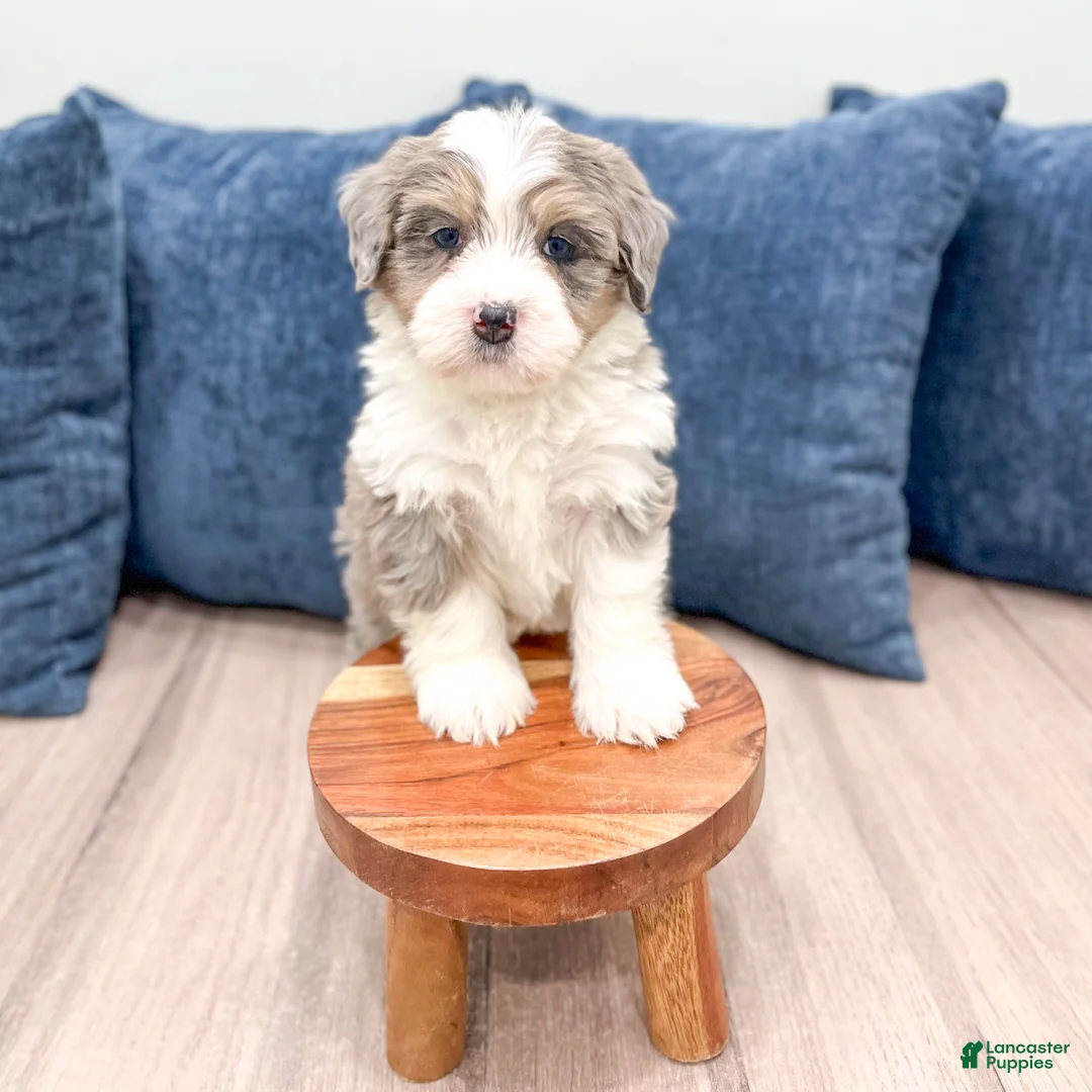 Mini Bernedoodle dogs for sale: Bentley - Ad 3