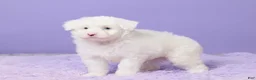 Mini Sheepadoodle dogs for sale: Soto - Ad 5