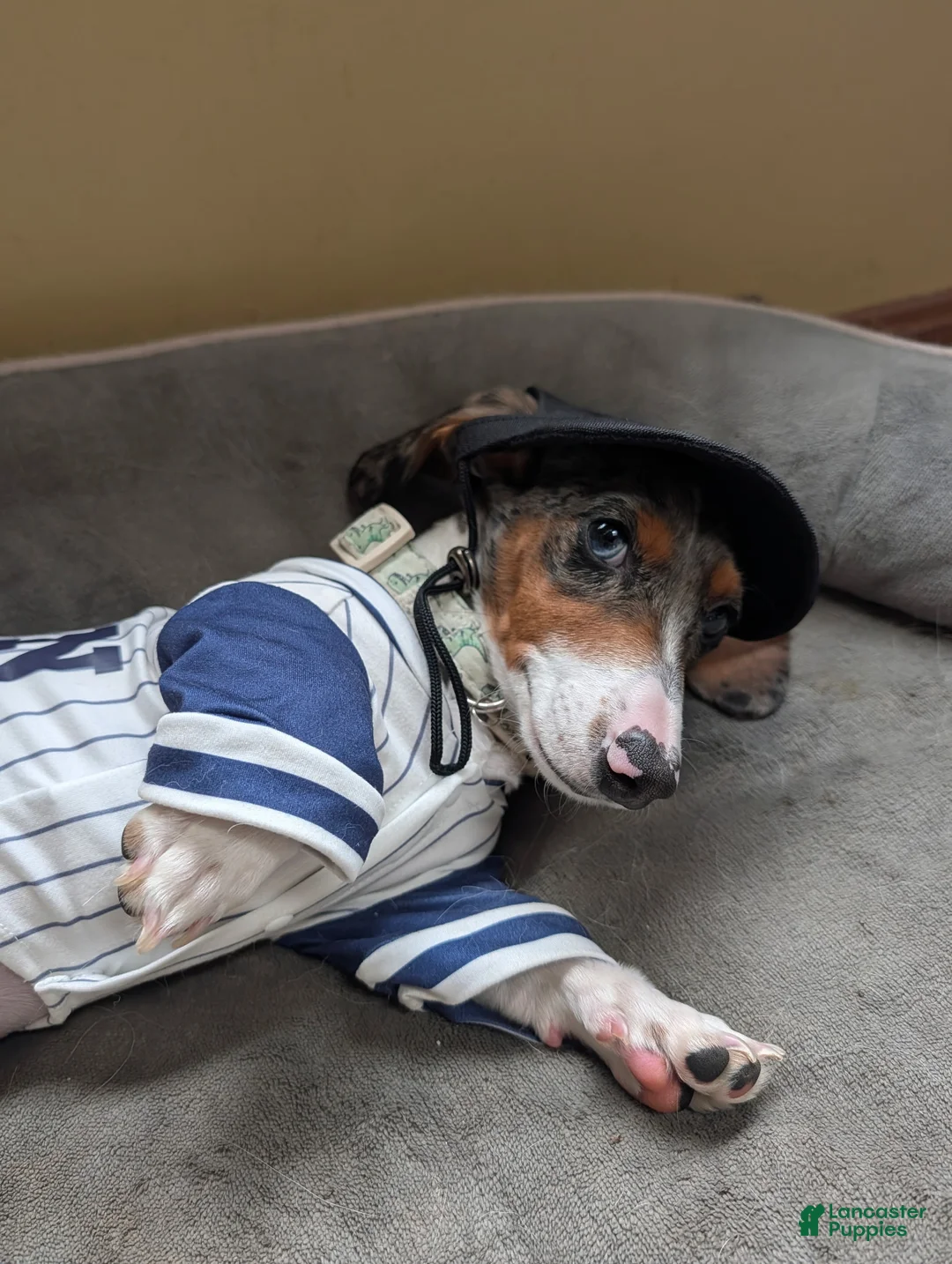 Dachshund dogs for sale: Bowie - Ad 2