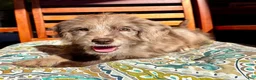 Labradoodle dogs for sale: Lilly - Ad 10