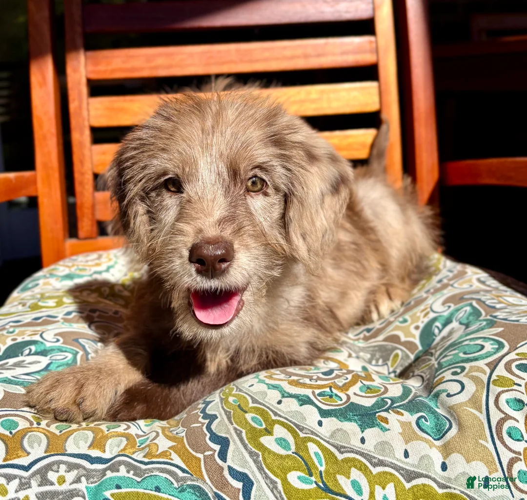 Labradoodle dogs for sale: Lilly - Ad 10