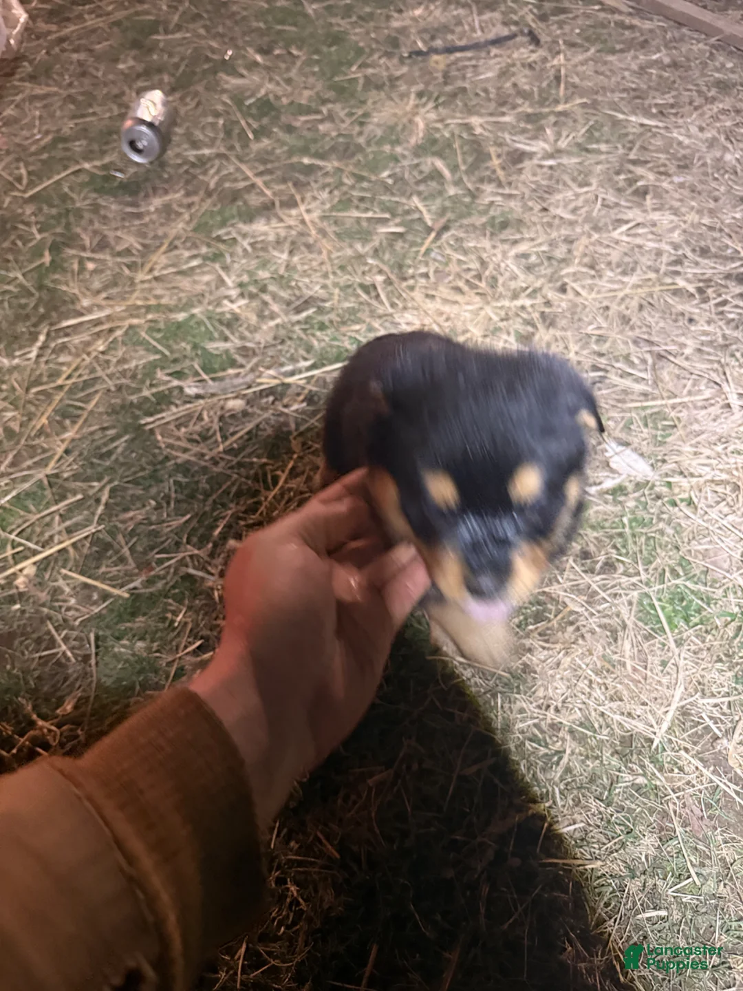 Rottweiler dogs for sale: Rottweiler Puppy 9 - Ad 1