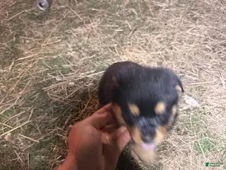 Rottweiler dogs Rottweiler Puppy 9 - Ad 19